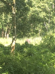 Rhinoceros unicornis