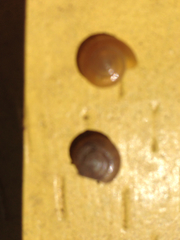 Zonitidae