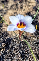 Romulea atrandra esterhuyseniae
