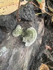 Cerrena unicolor