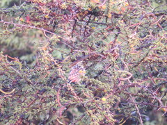 Trachyphonus darnaudii usambiro