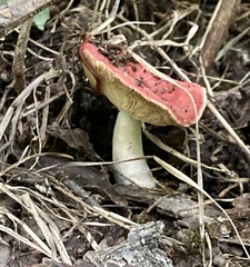 Russula rosacea