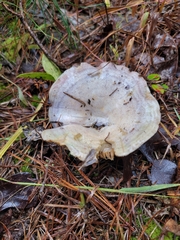 Lactarius chelidonium