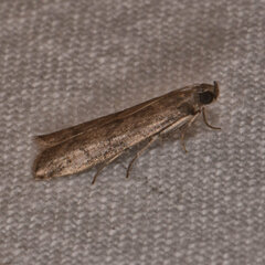 Eulogia ochrifrontella