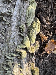 Cerrena unicolor