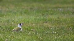 Picus viridis