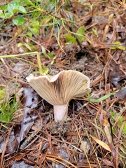 Lactarius chelidonium