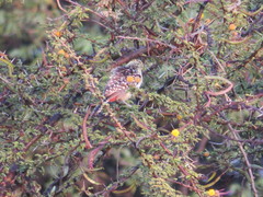 Trachyphonus darnaudii usambiro