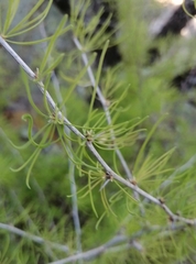 Asparagus albus