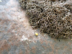 Pseudephebe minuscula