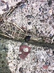 Anisodactylus rusticus