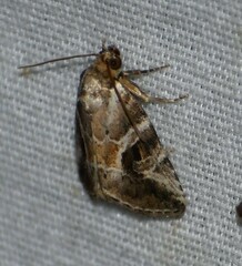 Diastema cnossia