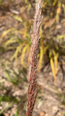 Sorghastrum nutans