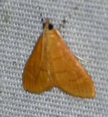 Helvibotys helvialis