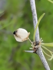 Asparagus albus