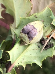 Prolimacodes badia