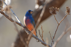 Passerina rositae