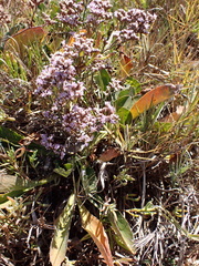 Limonium californicum