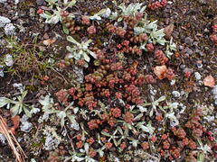 Sedum divergens