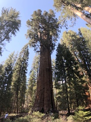 Sequoiadendron giganteum