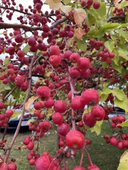 Malus baccata