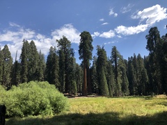 Sequoiadendron giganteum