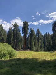 Sequoiadendron giganteum
