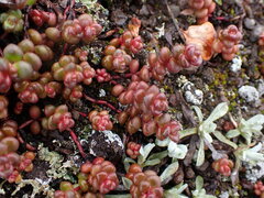 Sedum divergens