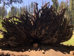 Sequoiadendron giganteum