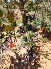 Pelargonium fulgidum