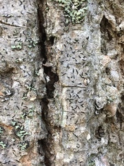 Alyxoria varia