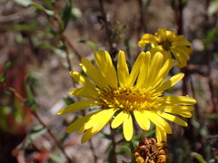 Grindelia hirsutula