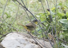 Geothlypis poliocephala
