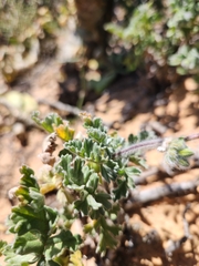 Pelargonium fulgidum