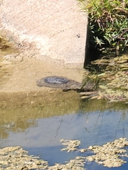 Apalone spinifera pallida