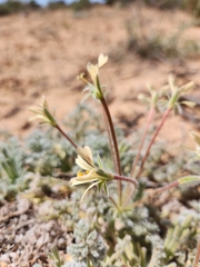 Pelargonium appendiculatum
