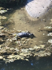 Apalone spinifera pallida