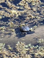 Apalone spinifera pallida
