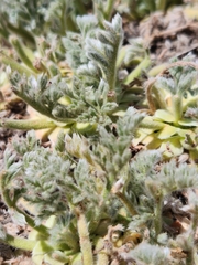 Pelargonium appendiculatum