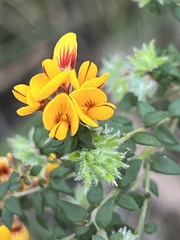Pultenaea gunnii