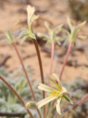 Pelargonium appendiculatum