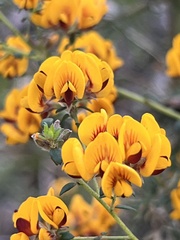 Pultenaea gunnii