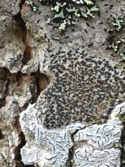 Arthonia radiata