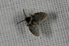 Lepiseodina conspicua