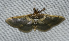 Apilocrocis brumalis