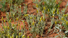 Angianthus tomentosus