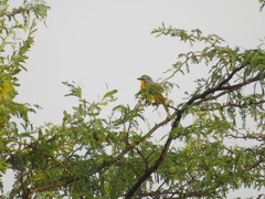 Telophorus sulfureopectus