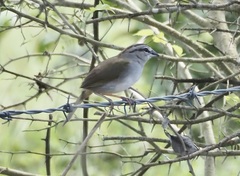 Arremonops rufivirgatus