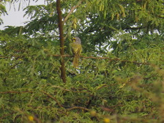 Telophorus sulfureopectus