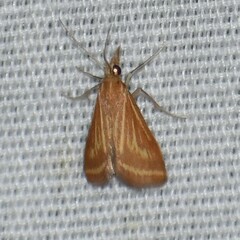 Microtheoris ophionalis